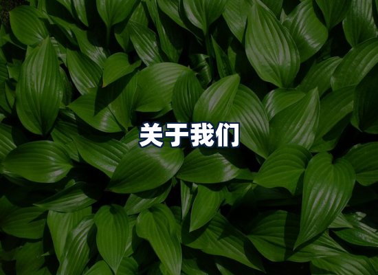 关于我们